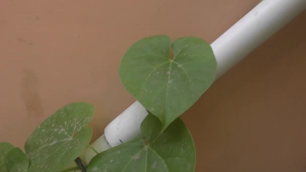 Groene planten in huis tuin en trap en langzaam bewegen - Video