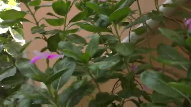 Vihreät kasvit kotipuutarhassa ja portaat ylöspäin liikkeen hitaasti - Materiaali, video