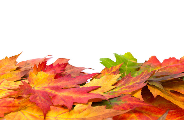Autumnal esdoorn bladeren op witte achtergrond met ruimte voor tekst - Foto, afbeelding