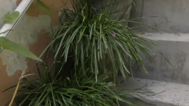 vasi di fiori nelle scale con erba lungo la strada per sopra - Filmati, video
