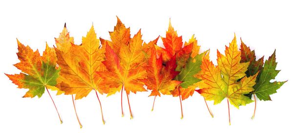 秋のメイプルは、テキストのためのスペースと白い背景に残します。トップビュー、フラットレイアウト - 写真・画像