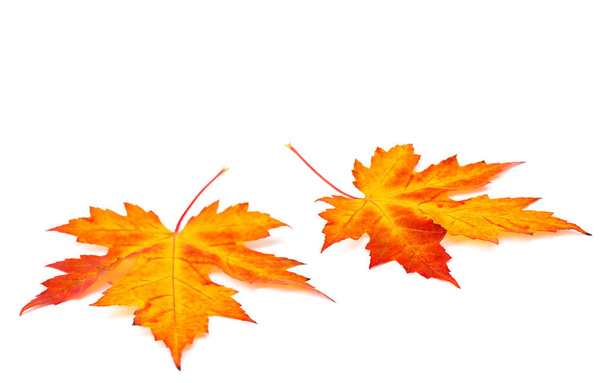 Hermosas hojas de arce de colores otoñales sobre fondo blanco con espacio para texto - Foto, Imagen