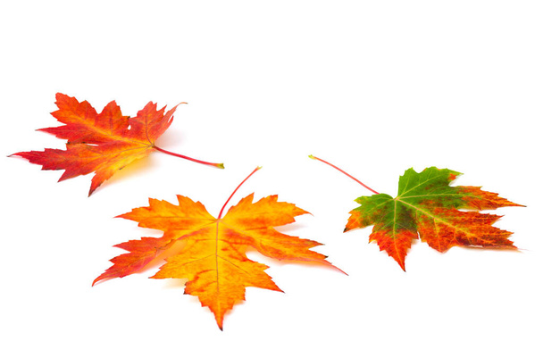 Hermosas hojas de arce de colores otoñales sobre fondo blanco con espacio para texto - Foto, imagen