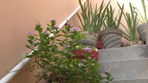Blumentöpfe im Treppenhaus und entlang der Schienen auf und ab - Filmmaterial, Video