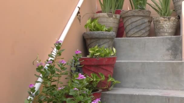 γλάστρες στις σκάλες με πράσινα φυτά και λουλούδια σε αυτά - Πλάνα, βίντεο