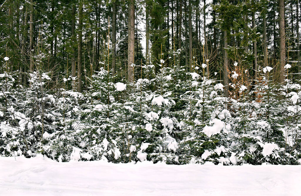Paesaggio di foresta di abete invernale in neve - Foto, immagini
