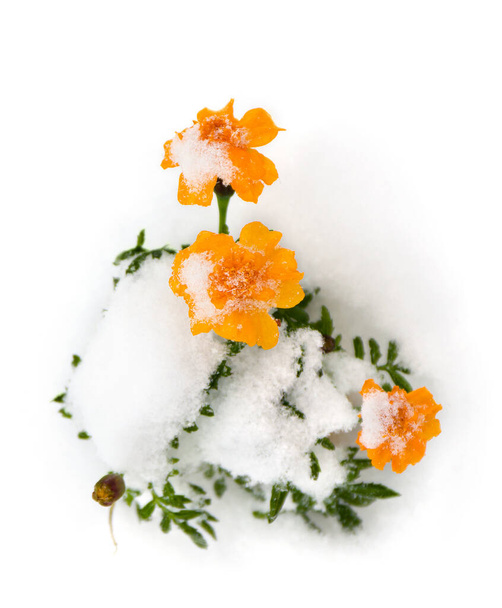 Квіти Маріґольд (тагети) вкриті снігом. - Фото, зображення
