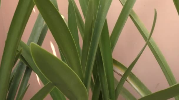 Квіткові горщики в сходах з рослинами великого клинка зеленого кольору
 - Кадри, відео