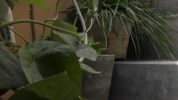 Blumentöpfe im Treppenhaus mit Pflanzen und Erde - Filmmaterial, Video