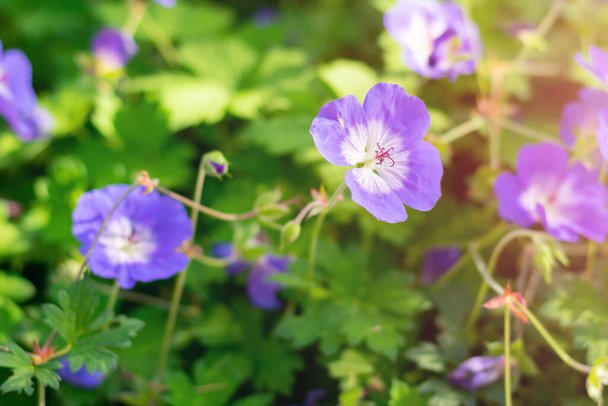 Bright beautiful geranium (rozanne) flower with green leaves on daylight. Beauty in nature. Flowers with purple petals, summer time - Foto, Imagem