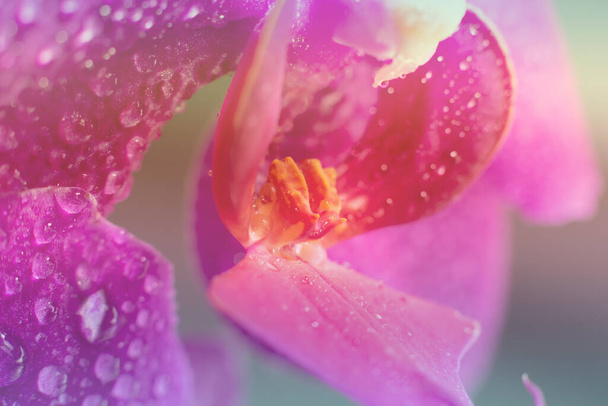 Toned background made of close up view of beautiful blooming orchid flowers lip labellum in bright magenta.Blooming Phalaenopsis flower with water drops on petals and lips. - Photo, Image