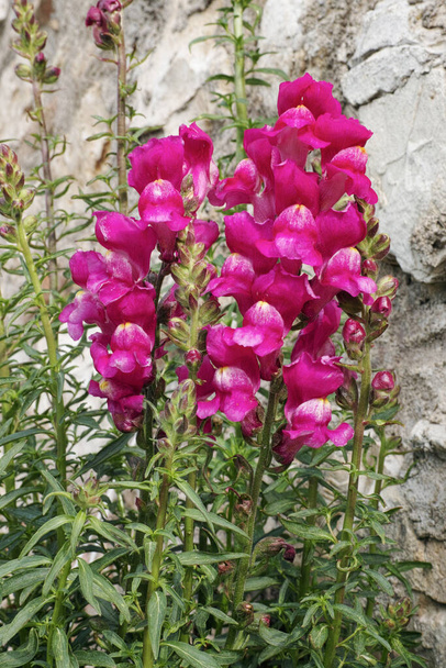 flowering plant of common snapdragon in bloom - Photo, Image