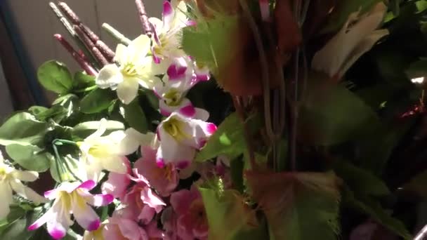 Színes művirágok a teraszon kert és kis zöld levelek - Felvétel, videó
