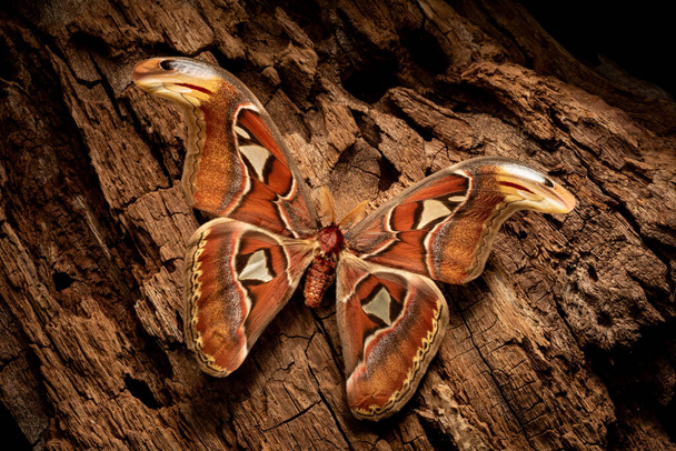 The largest butterfly Attacus atlas sits on a wood background - night atmosphere - Photo, Image