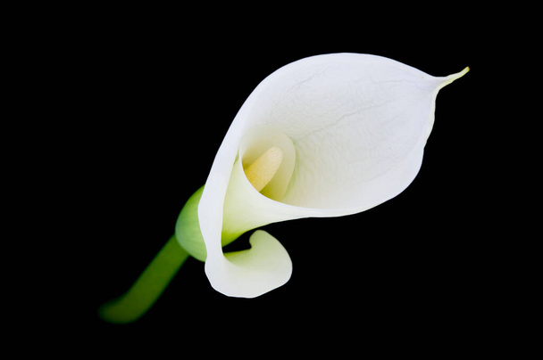 Calla lily ou Zantedeschia sur fond noir. Haute qualité photo beaux-arts - Photo, image