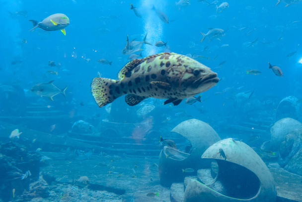 Mycteroperca rosacea (leopard grouper) in the large aquarium is a grouper from the Eastern Central Pacific. It grows to a size of 86 cm in length. Sanya, island Hainan, China. - Photo, Image