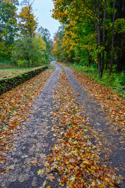 Φθινοπωρινά φύλλα στο δρόμο και παλιός πέτρινος τοίχος καλυμμένος με βρύα - Φωτογραφία, εικόνα