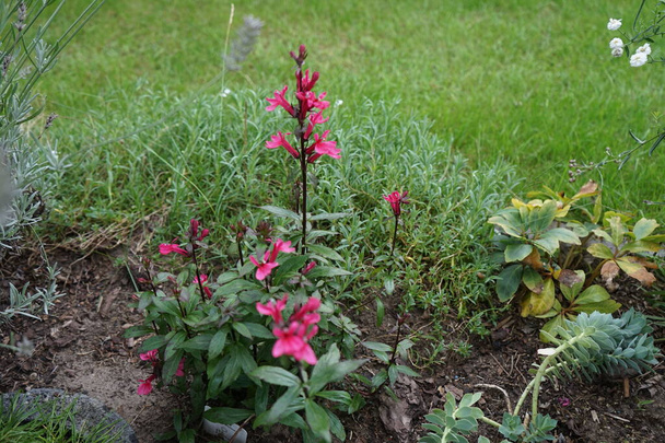 Lobelia speciosa forms strong, unbranched stems that have upright flower candles. Berlin, Germany - Photo, Image