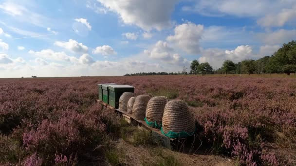 Hiking trail between Heather and forest at National Park Veluwe - Footage, Video