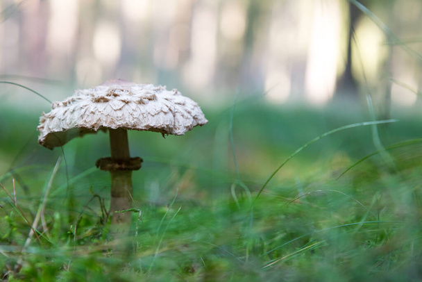 a parasol mushroom standing in the forest - Photo, Image