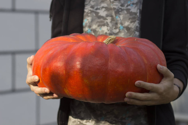 A huge red ripe pumpkin in the hands of a young man for a holiday - Valokuva, kuva