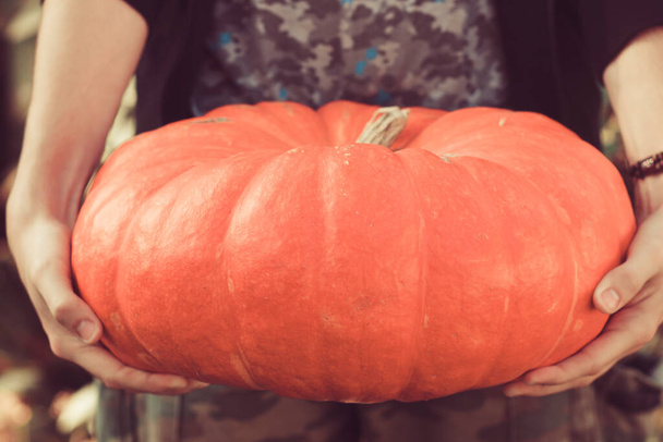 A huge red ripe pumpkin in the hands of a young man for a holiday - Zdjęcie, obraz