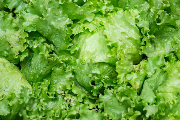 Fresh organic green oak lettuce vegetable plant farm - Fotografie, Obrázek