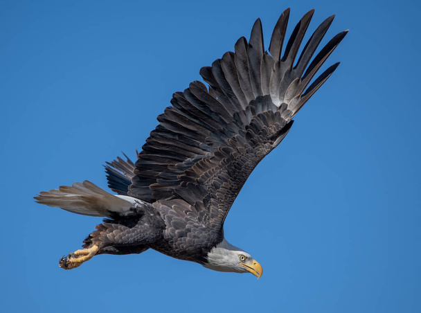 Дорослий лисий орел летить на темно-синьому небі
 - Фото, зображення