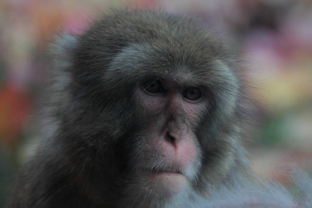 Ritratto ravvicinato estremo del Macaco giapponese - Foto, immagini