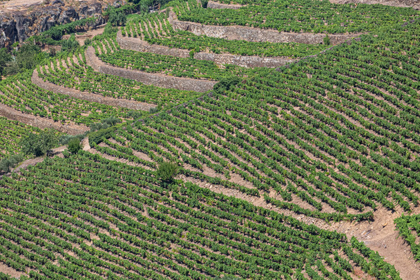 Vista aérea de una granja, campos agrícolas con viñedos, típicamente mediterráneos... - Foto, Imagen