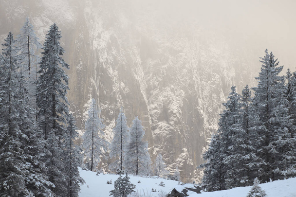 Kış dağı manzarası. Dağın önündeki ağaçlar karla kaplandı. Arkası altın ışıkla aydınlatıldı. - Fotoğraf, Görsel