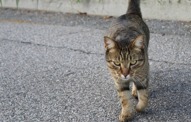 猫が通りを歩いている。 - 写真・画像