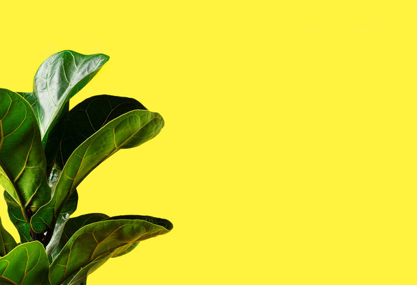 Sarı arka planda büyük, yeşil, parlak yapraklı bir Fiddle Leaf Fig veya Ficus Lyrata. Evde bahçıvanlık. Kopyalama alanı olan pankart. - Fotoğraf, Görsel