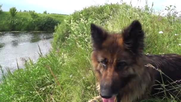 Duitse herdershond ligt op de oever van de rivier op groen gras. De tong van de hond steekt uit. - Video