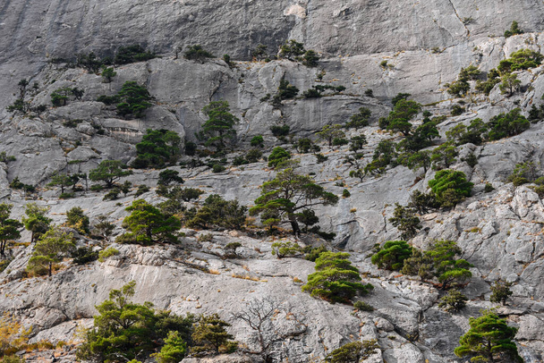 A kis fák hegyi sziklákon nőnek. Színes táj. Természetvédelmi háttér. - Fotó, kép