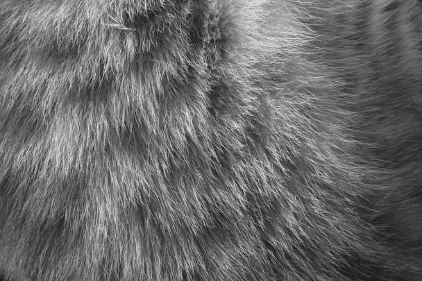 bliski widok skóry włosów kota w czarno-białym zdjęciu - Zdjęcie, obraz