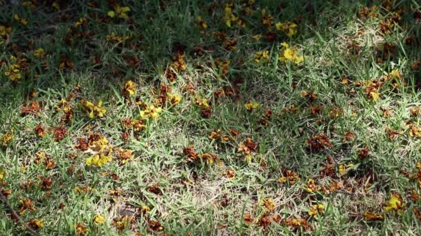 Flores caídas de Peltophorum pterocarpum, también conocido como poinciana amarilla, copperpod o árbol de llama amarilla, en céspedes con la luz del sol bellamente en movimiento y las sombras de los árboles. - Imágenes, Vídeo