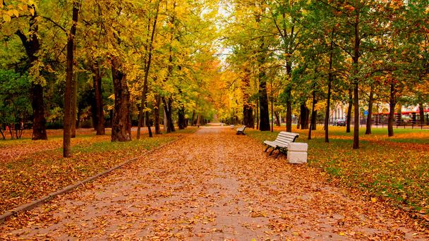 Autumn Boulevard en Tsarskoye Selo. San Petersburgo, Rusia. - Foto, Imagen