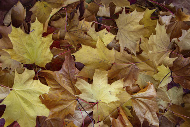 background of a mix of fallen autumn leaves of different colors - Photo, Image
