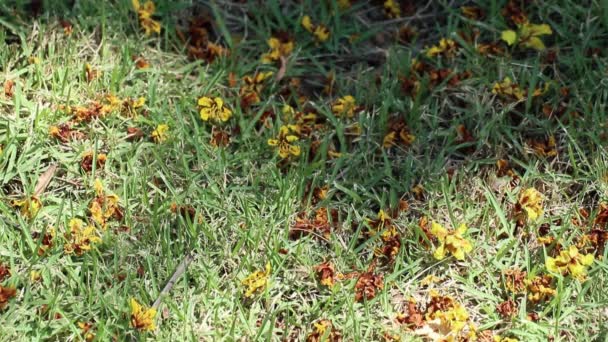 Flores caídas de Peltophorum pterocarpum, también conocido como poinciana amarilla, copperpod o árbol de llama amarilla, en céspedes con la luz del sol bellamente en movimiento y las sombras de los árboles. - Metraje, vídeo
