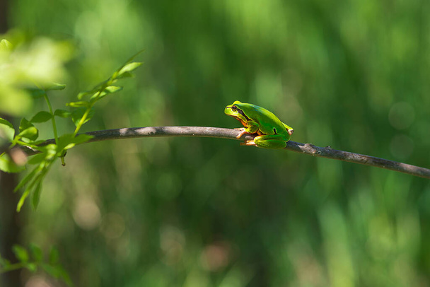 緑の木のカエル-ヒラarboreaは木の枝を登り、その周りに緑の葉を持っています。背景は緑でボケがいいですね. - 写真・画像