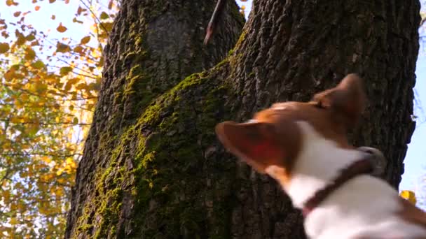 Sonbahar sezonunda şehir parkında evcil bir köpekle yürümek. Jack Russell Terrier adında bir köpeği eğitiyorum. Hayvanları eğitme kavramı. Köpek sopayı yakalamak için kasten zıplıyor. Köpek Sopası. Dışarıda sonbahar günü. - Video, Çekim