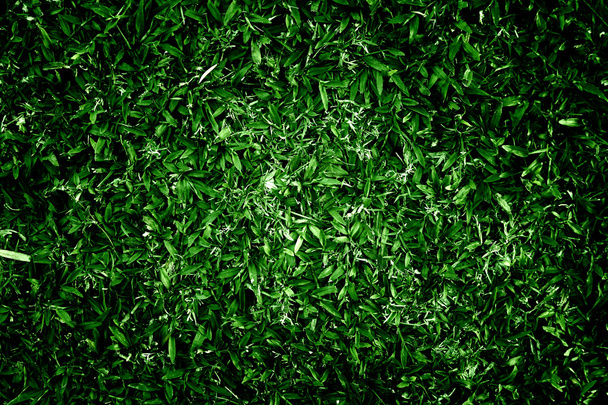 Grass background - Foto, imagen