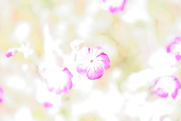 Abstracte achtergrond met Lychnis Coronaria of Rose Campion - Foto, afbeelding