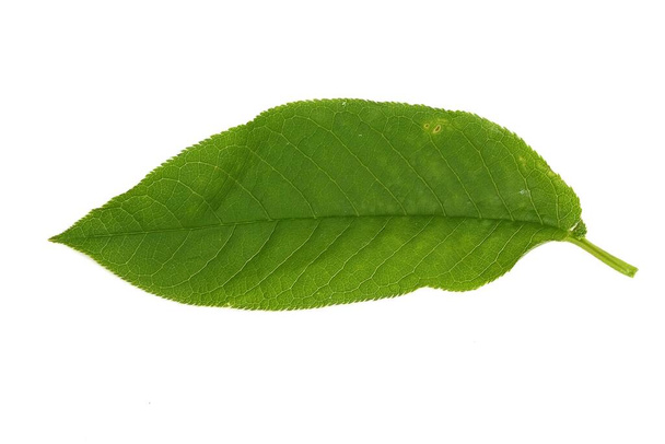 Vogelkirschbaum Blatt isoliert auf weißem Hintergrund - Foto, Bild