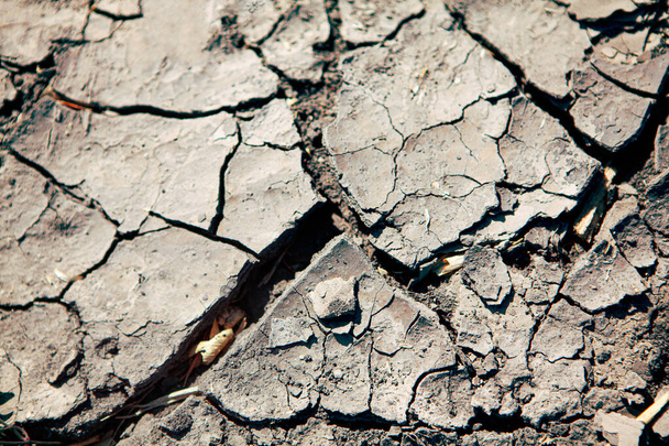 sucho popraskané půdy v horkém létě  - Fotografie, Obrázek