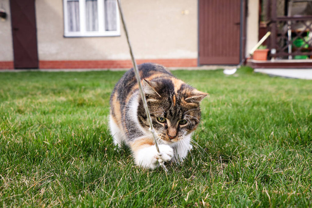 Втомлений кіт лежить на спині в траві і жує нитку в роті і грає з нею. Felis catus domesticus закохалася в стару нитку, яку вона знайшла десь у звалищі
. - Фото, зображення