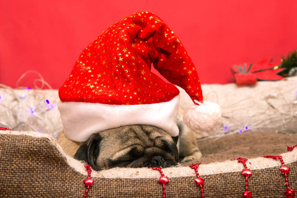 christmas pug dog with garland and hat santa claus in bed on christmas holidays, close up - Photo, Image