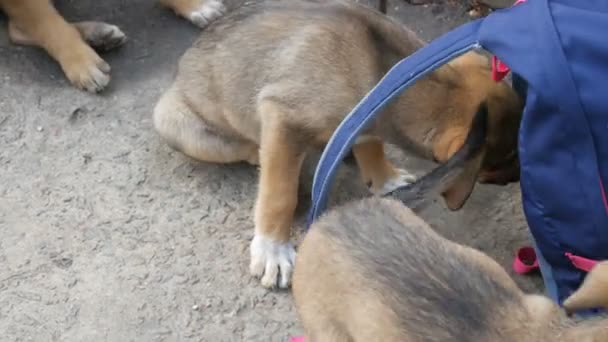 Смешные собачьи щеночки играют с женским рюкзаком или сумкой на улице - Кадры, видео