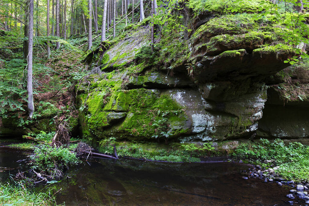 Wild summer Landscape around the Creek with Boulders and Rock in the Czech Switzerland, Czech Republic - 写真・画像